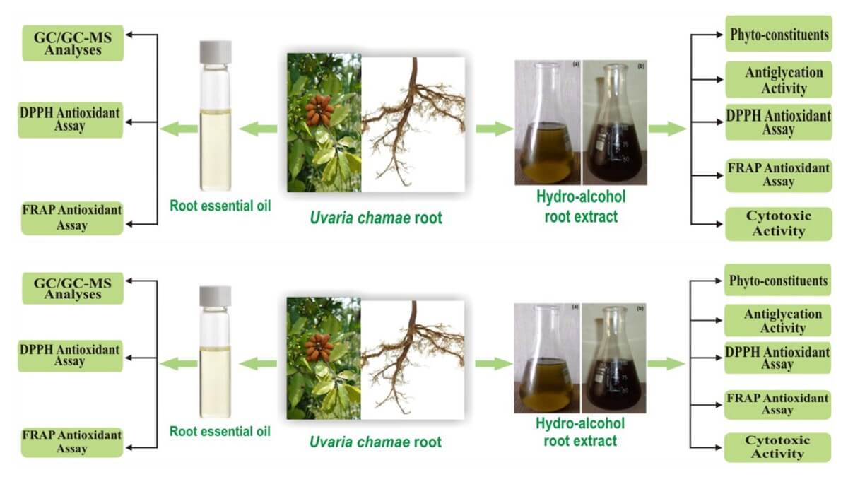huile essentielle d' Uvaria chamae, antiglycation, antioxydante et cytotoxique de la composition